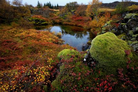 树，冰岛，国家公园thingvellir