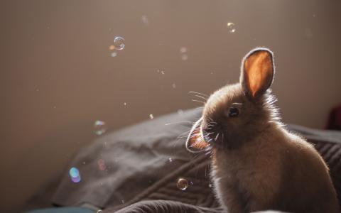 兔子，兔子，耳朵，水泡