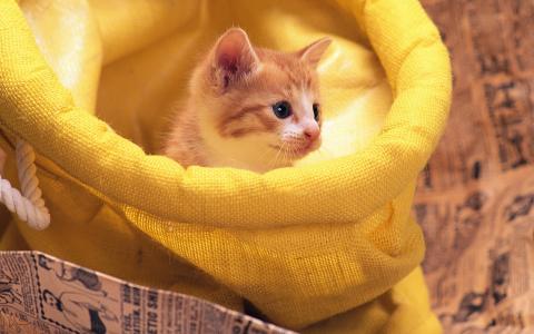 小猫，红色，黄色的包