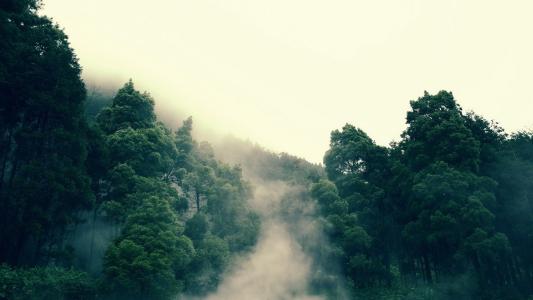 雾，冠，山，树，山，森林