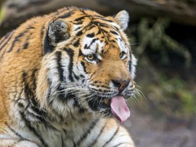 老虎，野猫，捕食者，枪口，舌头