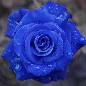 玫瑰蓝，水滴