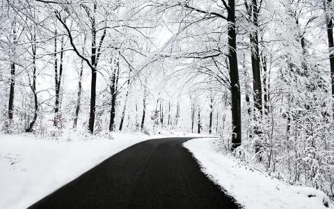 路，森林，雪，树枝