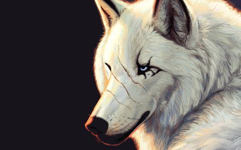 白色，狼，蓝色的眼睛，伤疤