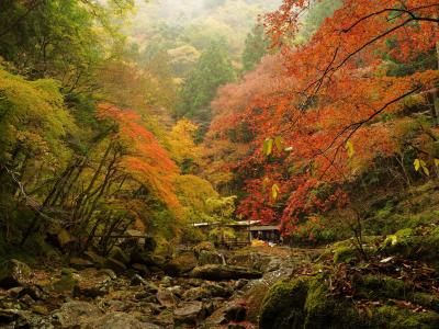 河，秋天，石头，树木，青苔，分支机构，流，日本