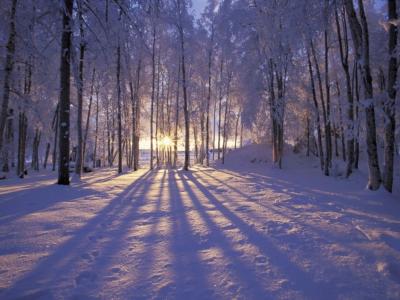 冬天，森林，日出，太阳