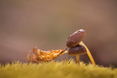 蘑菇，秋天，叶子，草