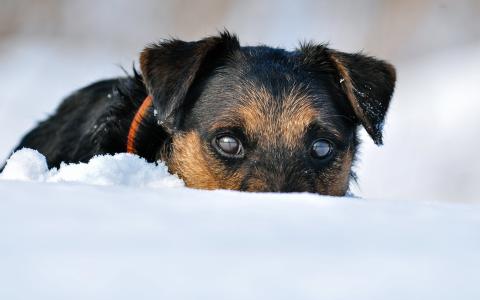 冬天，yagdter梗，狗，雪