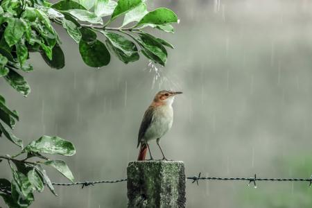 淋浴，雨，滴，鸟