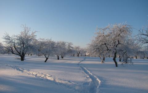 雪，树，冬天