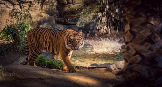 老虎，野猫，岩石，水，瀑布