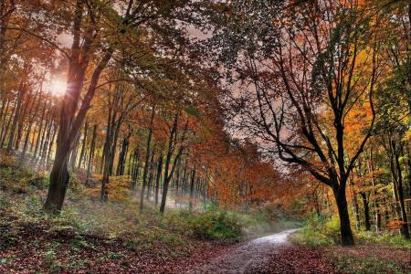 森林，道路，秋季，景观