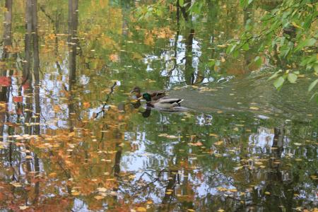 秋天，池塘，鸭子，树木，反射