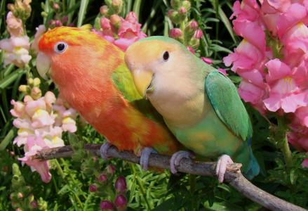 鹦鹉，恋人，情侣，鲜花