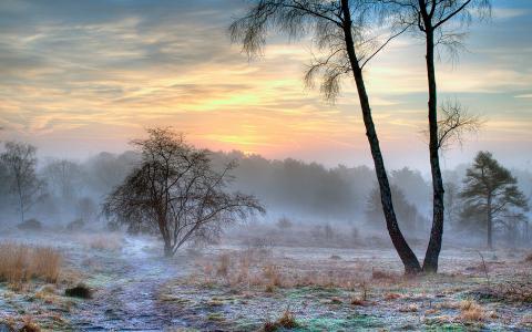 自然，冬天，白霜，早晨，雾，树木