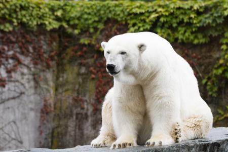 北极熊，北极熊，熊，捕食者，动物园