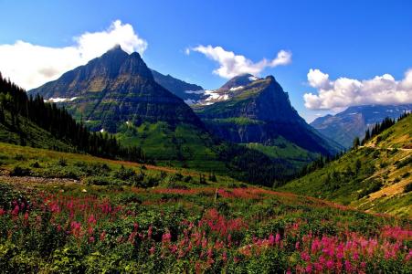 Mount Oberlin，Mount Cannon，冰川国家公园，蒙大拿州，冰川，蒙大拿州，卡农山，奥伯林山，草地，山，花卉
