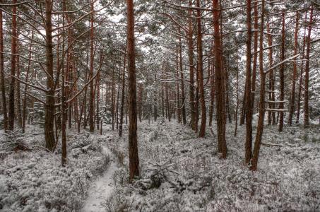 冬季，森林，雪，路径，路径，树木，景观