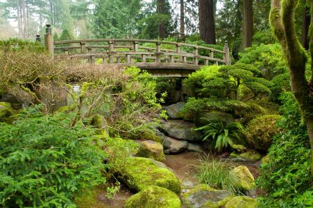 日本花园，森林，树木，公园，河流，桥梁，石头，景观