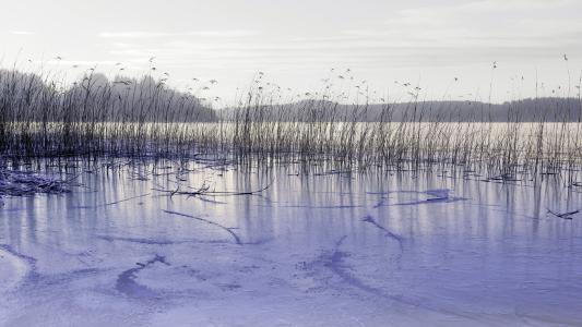 湖，冰，芦苇