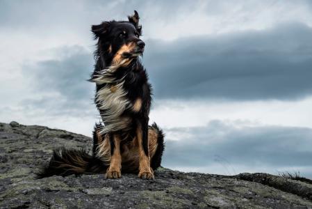 一只狗，雄伟，风，石头，动物