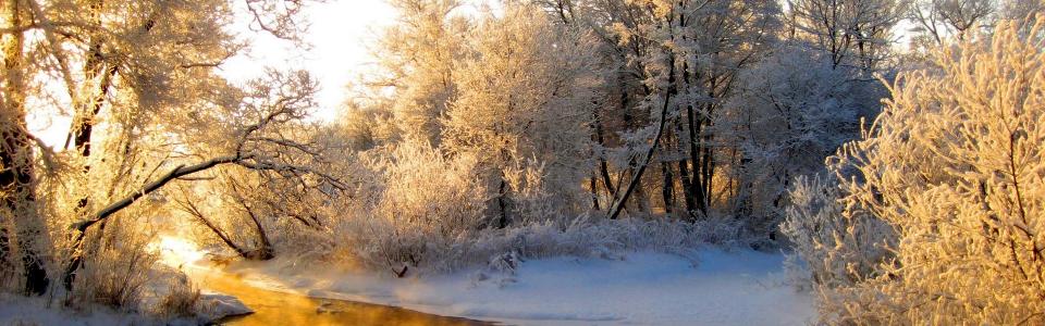河，森林，冬天，白霜，灰色，光，反射，橙色