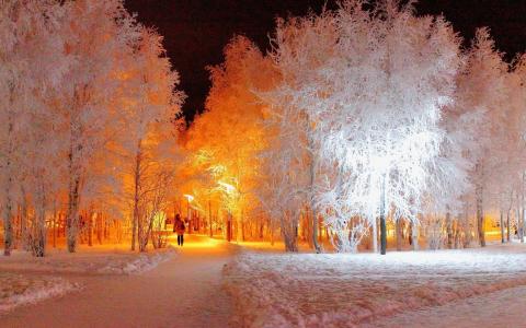 冰，冬天，冷淡的模式，树木，新的一年