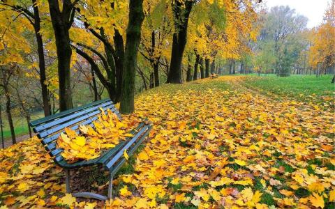 长凳，公园，落叶，金色的秋天