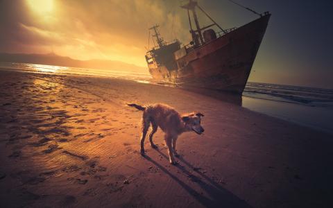 日落，海，狗，船