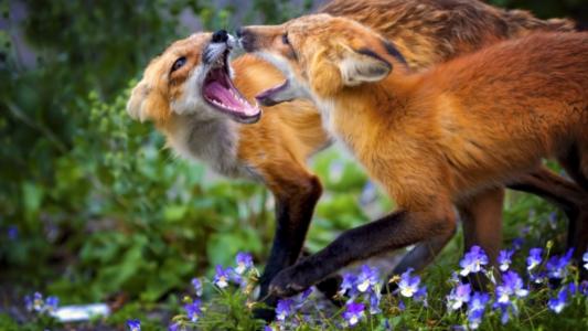 两个，年轻的，狐狸，打架