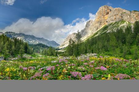 花，山草甸，阿尔卑斯山，山，树，景观