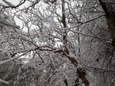 冬天，雪，树枝，树