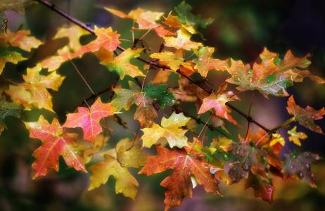分支，叶子，颜色，秋天，下降，宏指令