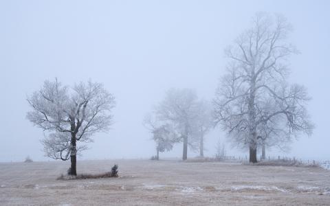树，白霜，早上