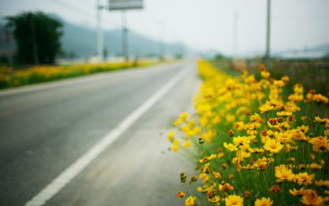 路，黄色的花朵，宏观，路边