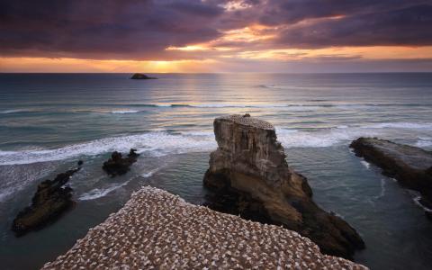 新西兰，天空，水，海，鸟，日落，岩​​石，岸
