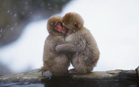 猴子，拥抱，温暖，寒冷，雪，冬天，水