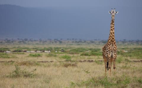 长颈鹿，大草原，脖子