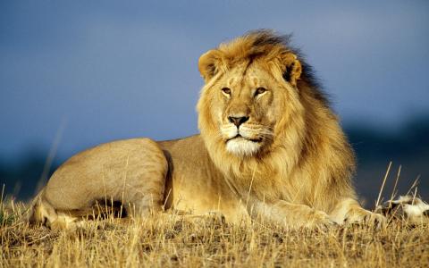野兽之王，狮子