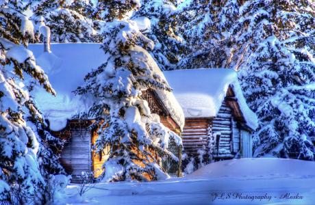 阿拉斯加，冬天，雪，森林，冷杉，小屋
