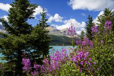 加拿大Moiraine湖，山脉，树木，花卉，自然