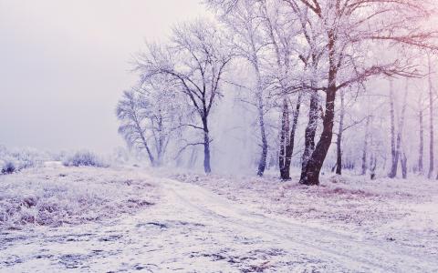 冬天，树木，雪，路
