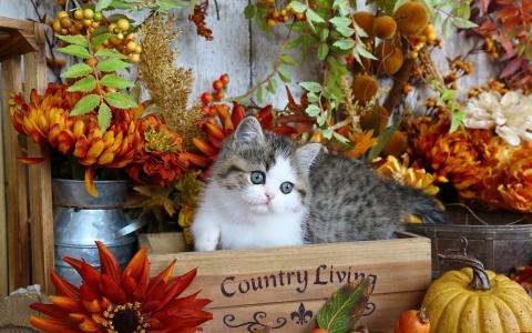 可爱，小猫，秋季，鲜花