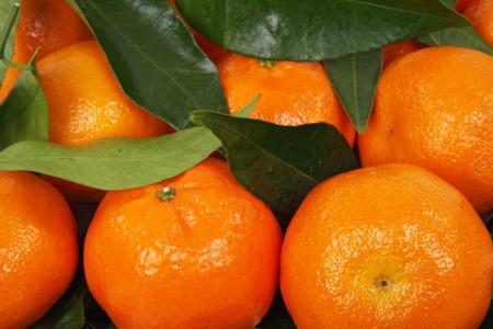 柑橘，柑橘类水果，叶子，宏观