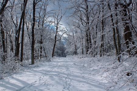 冬天，森林，路，景观