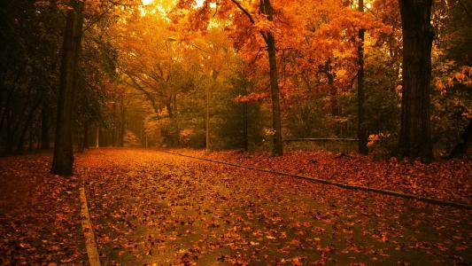 秋天的路