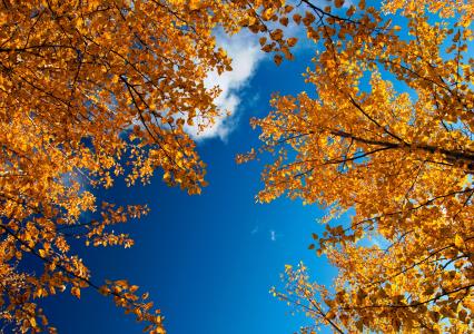 金色的秋天，树枝，树叶，天空