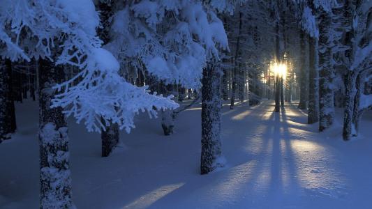 森林，雪，太阳