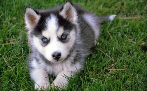 小狗，哈士奇，蓝色的眼睛