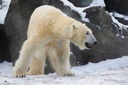北极熊，北极熊，熊，捕食者，剖面，姿势，权力，冬天，雪，岩石，动物园